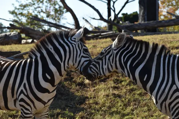 LunarSlots Casino Stuðningur